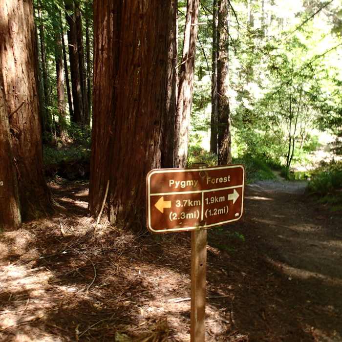 Near Fern Canyon Trail