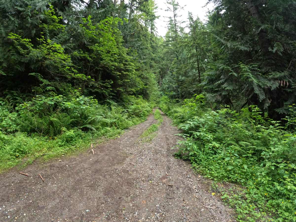 West Pugh - FS 2090 trail photo