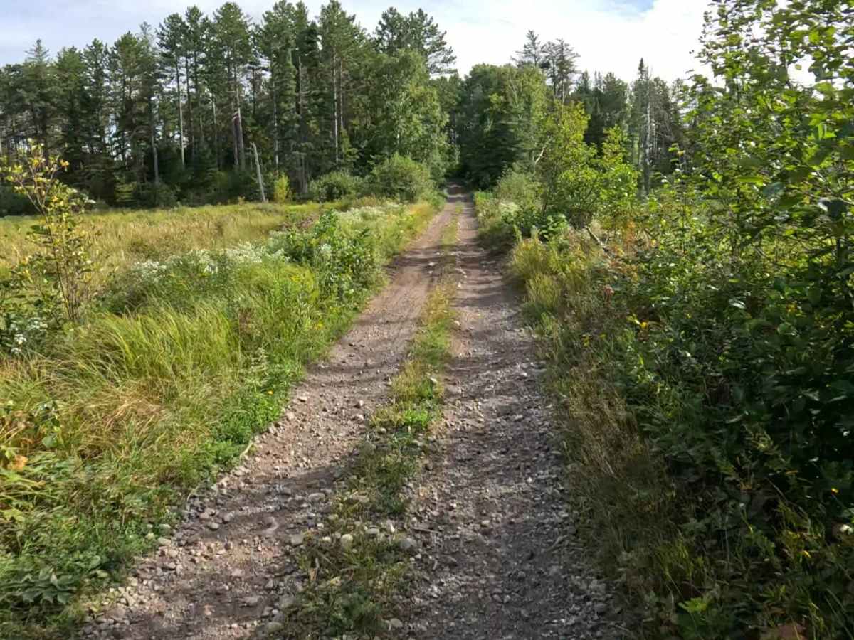 Jackpine - FS 173 photo 3