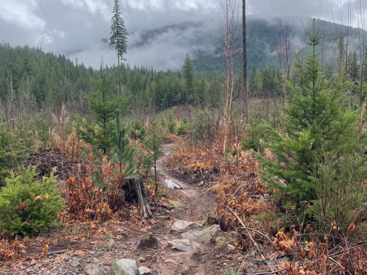 One Stick At A Time trail photo
