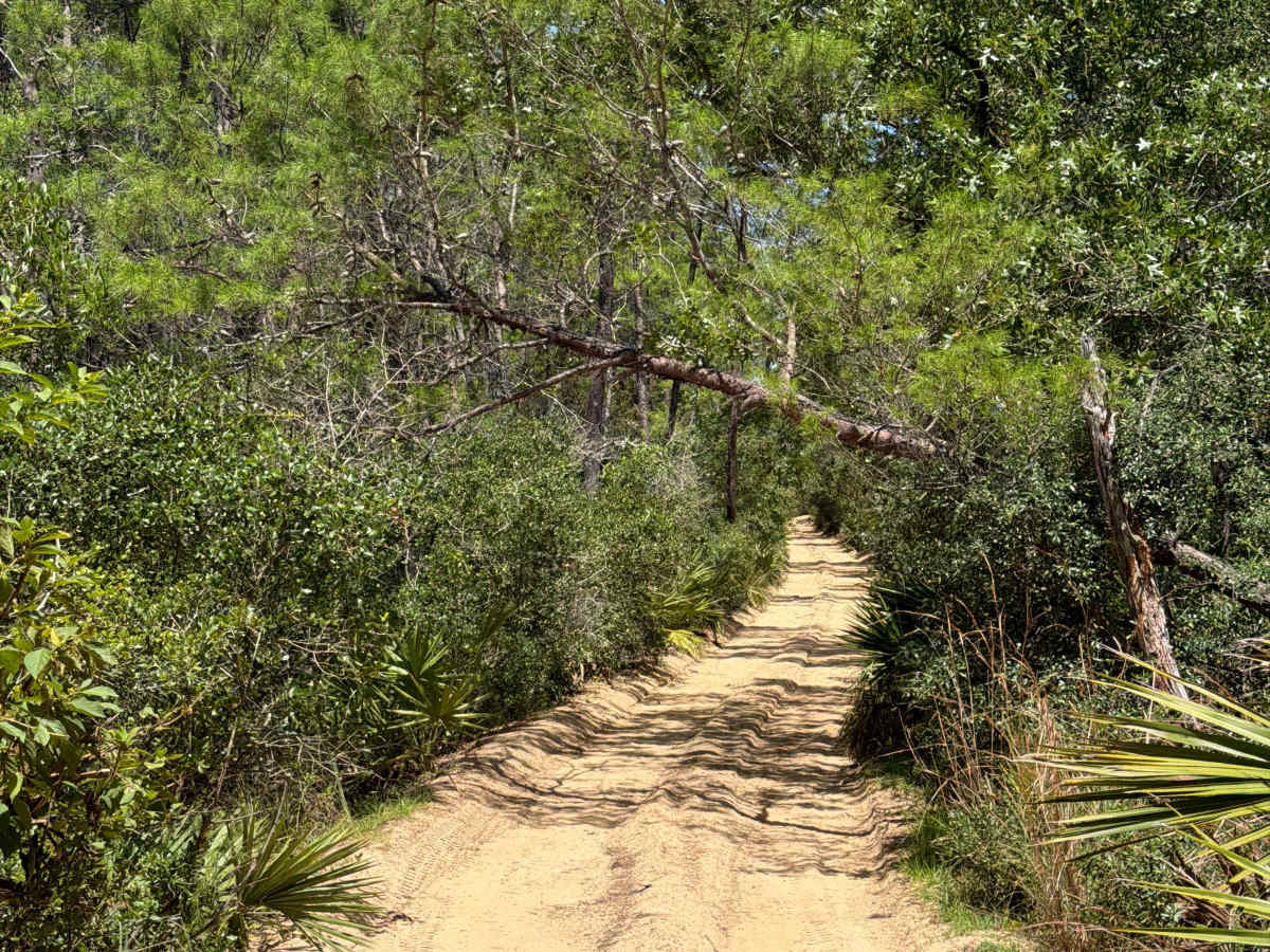 FS 37-0.9 trail photo