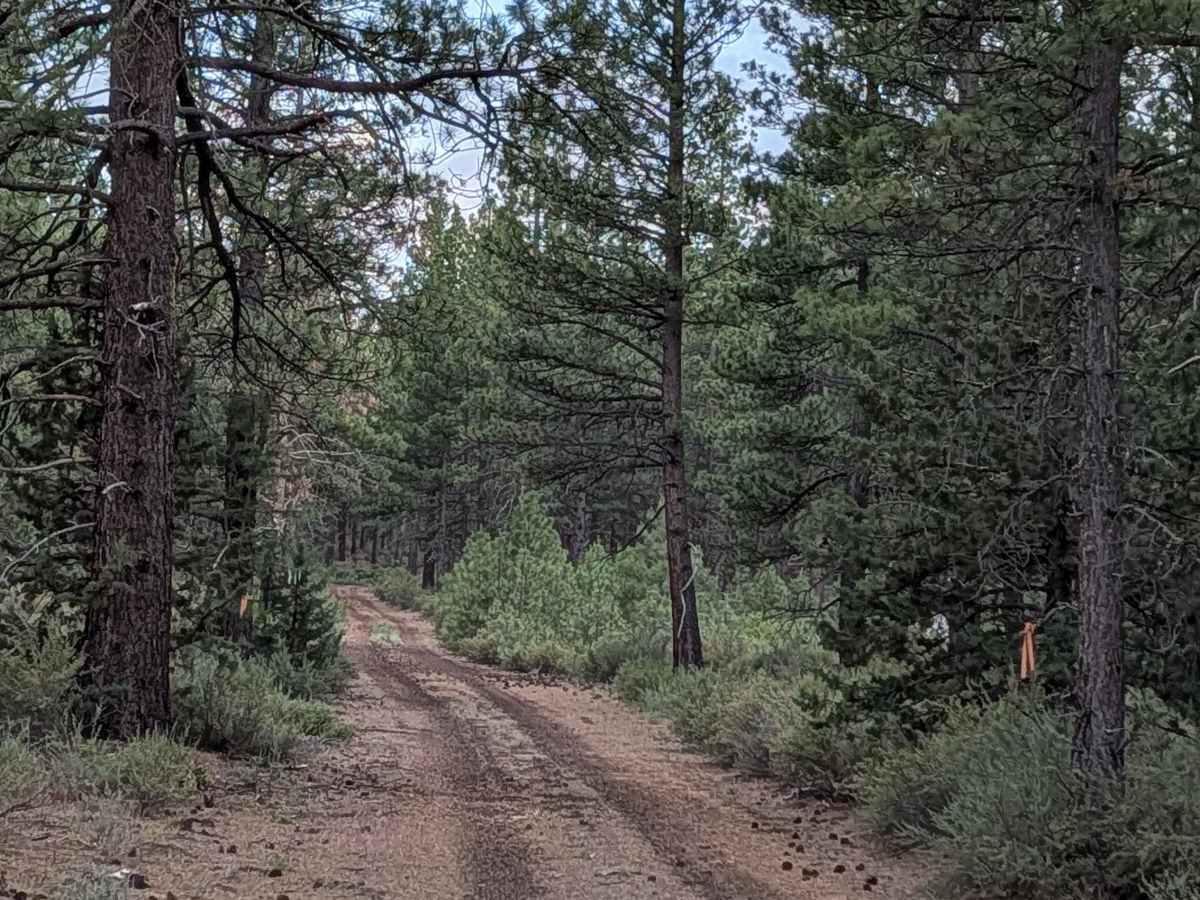 Antelope - FS 43N83 trail photo