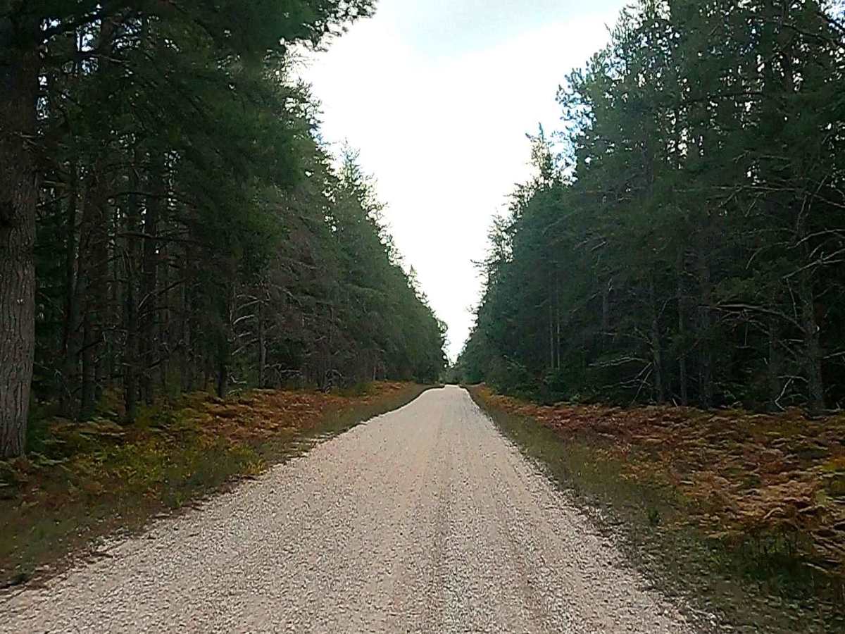 West Wilwin Road/ West Camp 2 Truck Trail - FS 3145 photo 5