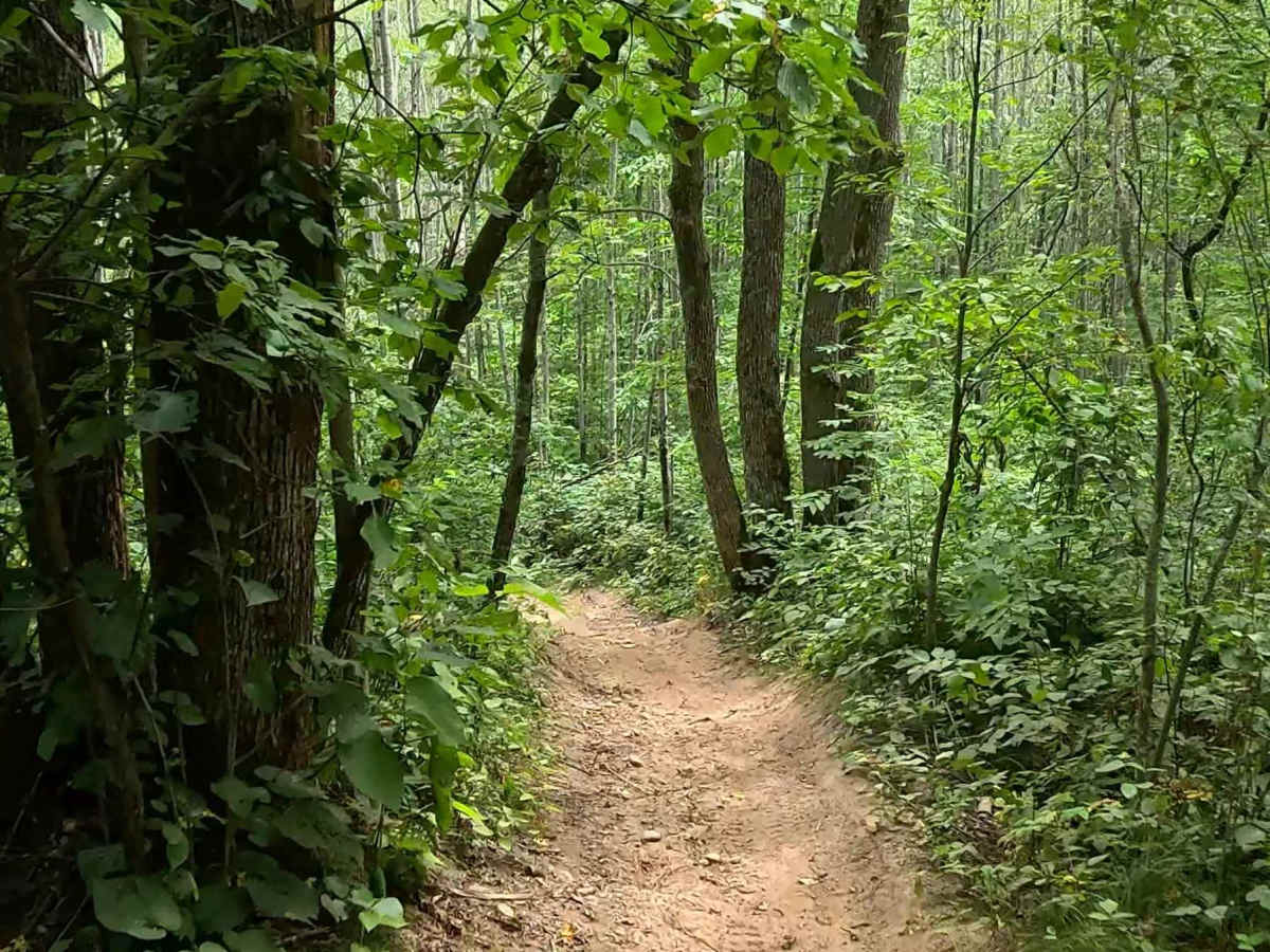 Chelsey Brook Trail photo 3