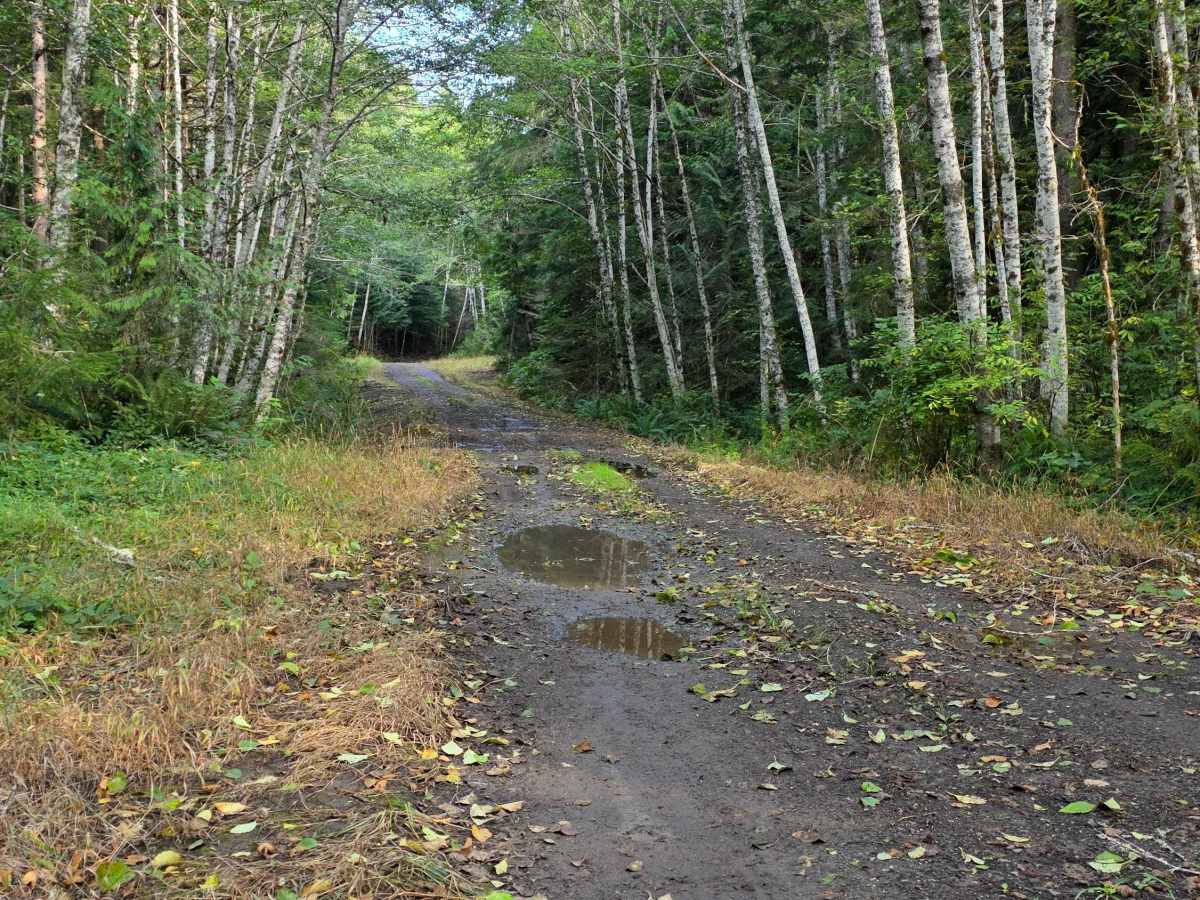 Trapper Creek - FS 2852 photo 3