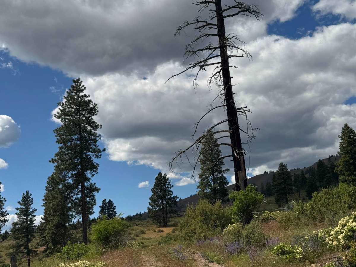 Garrett Canyon Road photo 6