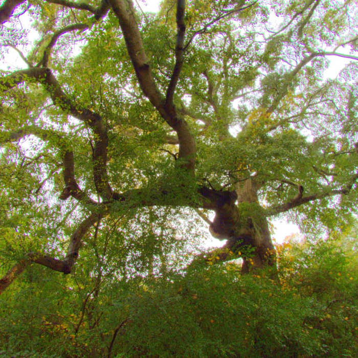Near Abbots Bridge Trail Near Abbots Bridge Trail