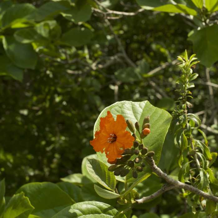 Near Boca Chita Nature Trail