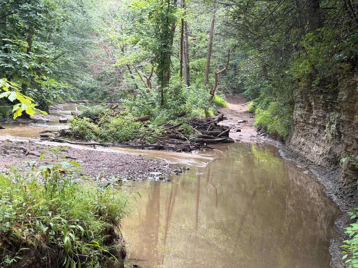 Little Buckhorn Creek Trail photo 4