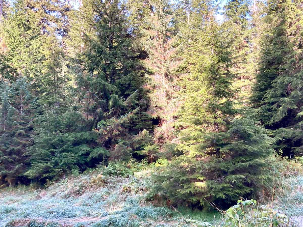 Staney Creek Campground Road - FS 2054300 photo 6