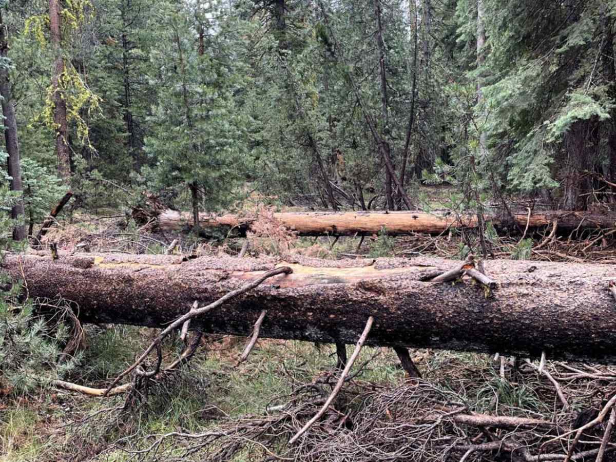 Old Tamarack trail photo