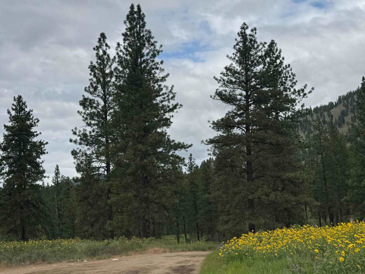 Pearrygin Creek Road trail photo