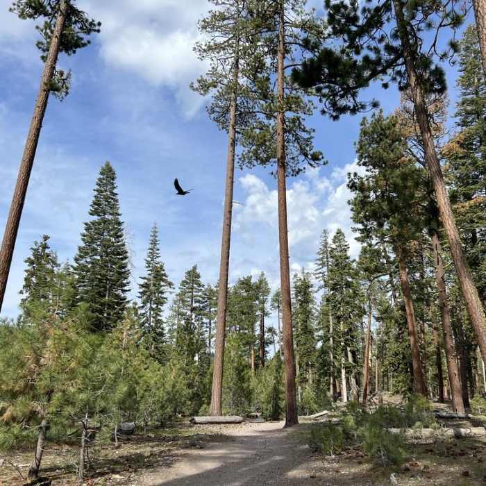 Near Manzanita Lake Loop Trail