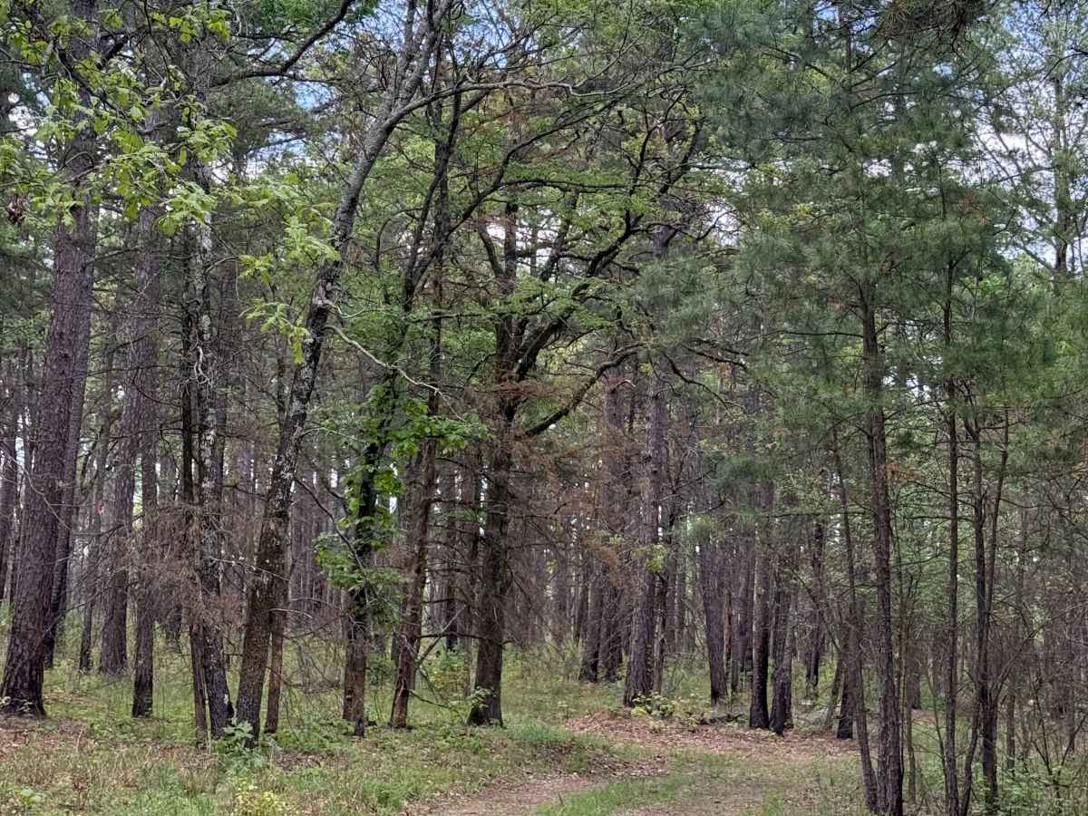 Hillside Holler photo 2