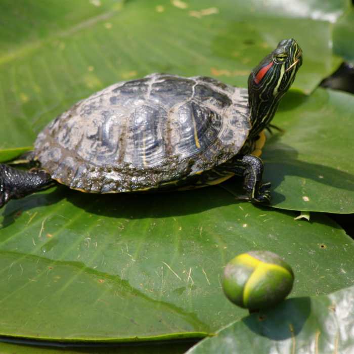 A turtle enjoys the sunshine along the Inner Loop. Near Houston Arboretum Walking Loop