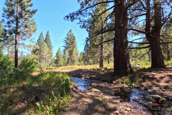 Scotts Trail - FS 21565