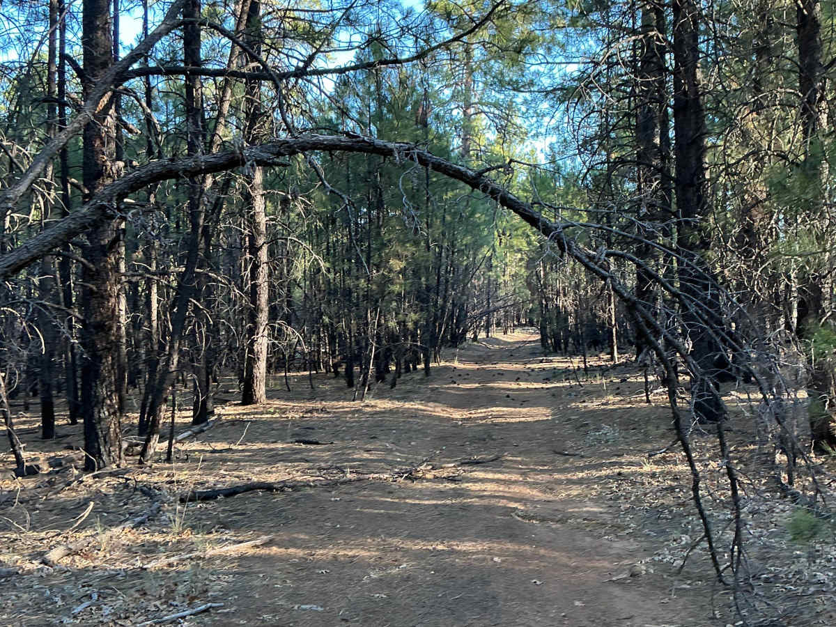 FS 6332 trail photo