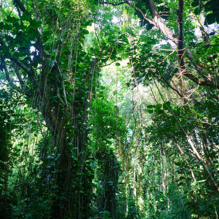 Near Pu'u Pia Near Pu'u Pia