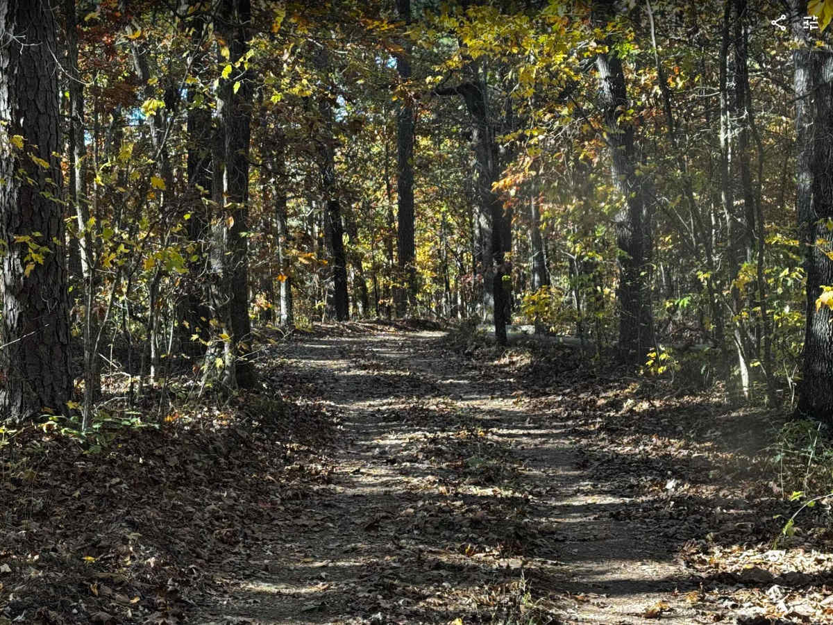 WMA Road 1245 photo 2