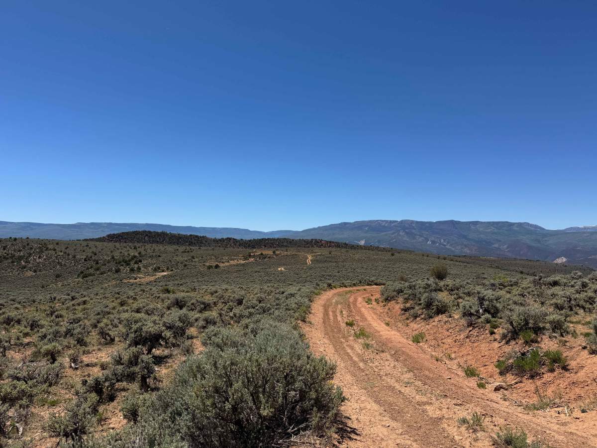 BLM 8487 photo 5