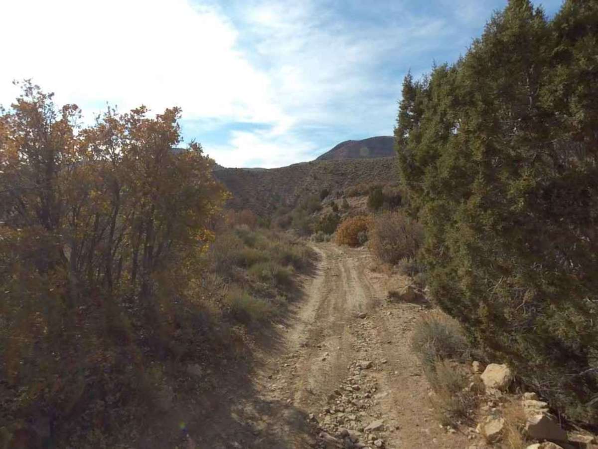 Starvation WMA Poleline photo 4