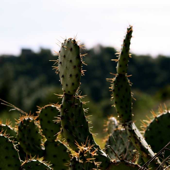 Cactus Near Western Heritage Loop