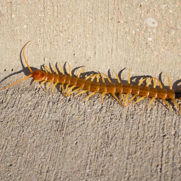 Near Guadalupe Peak Trail Near Guadalupe Peak Trail