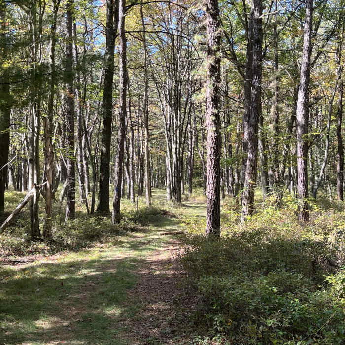 Near Bald Mountain-Vista Trail Loop Near Bald Mountain-Vista Trail Loop