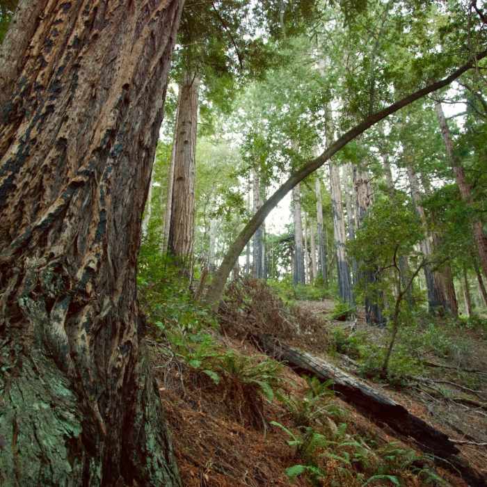 Fire damage along the Dipsea Trail. Near T.C.C. Trail