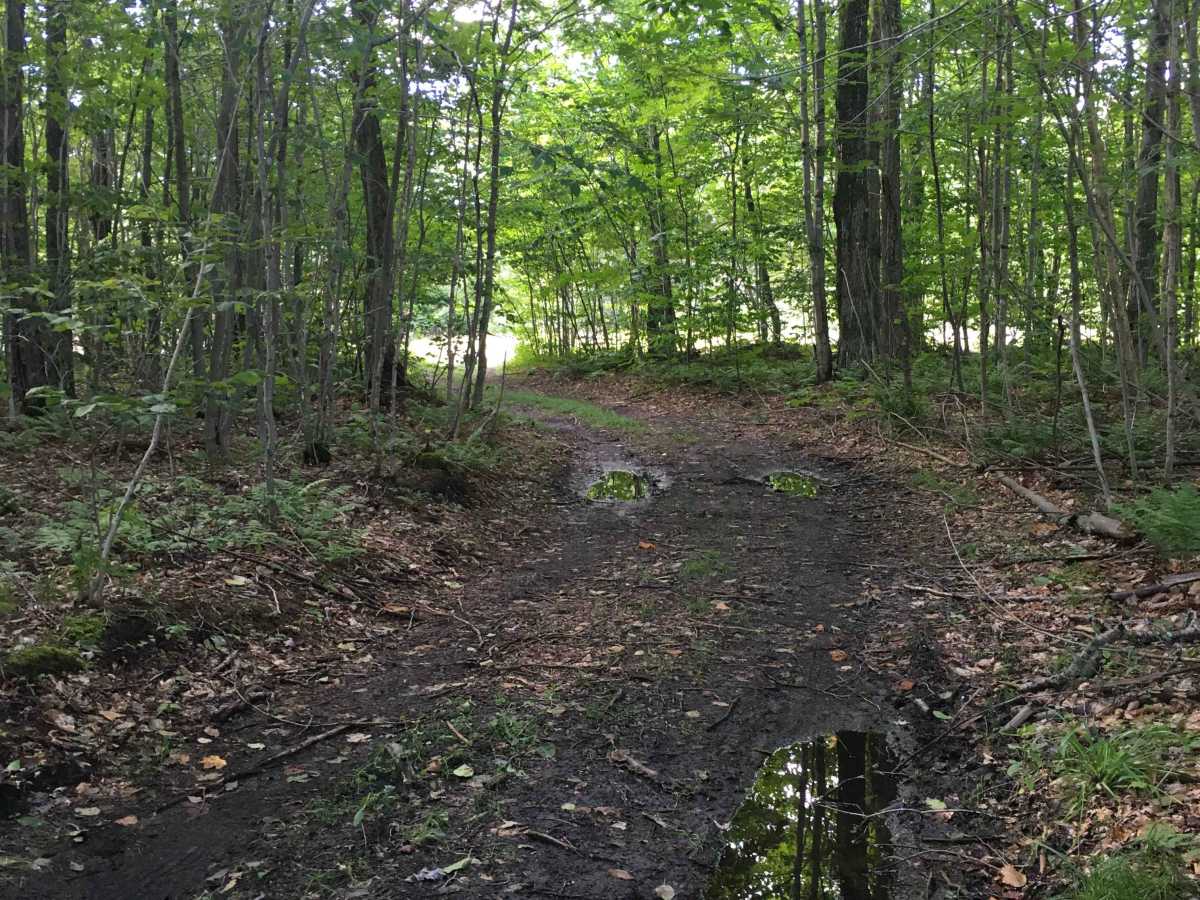 Blackberry Lane photo 2