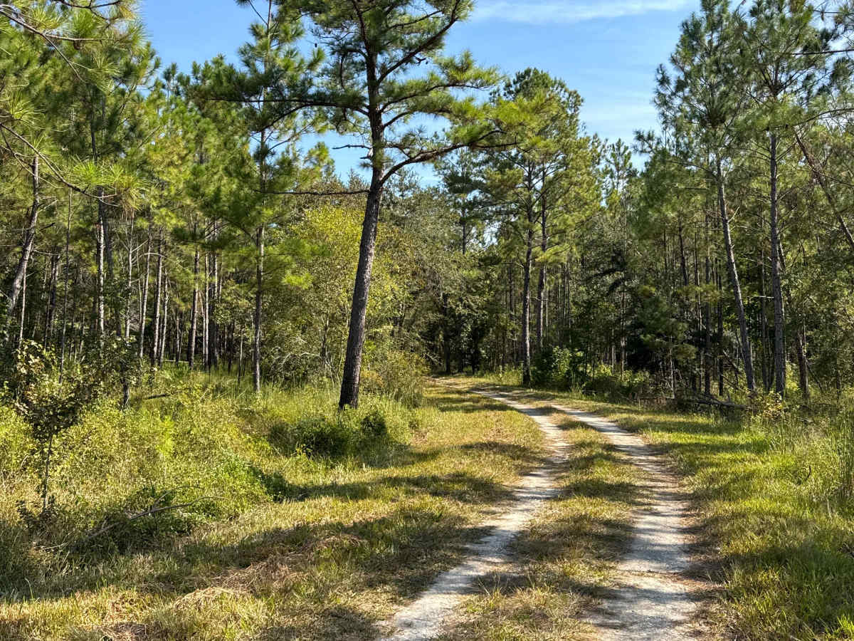 Rattlesnake Road photo 4