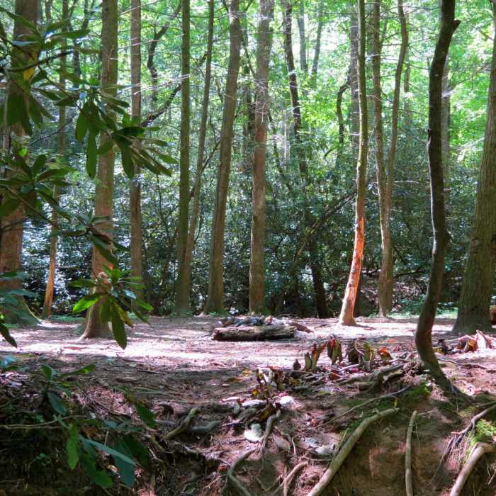 Near Bearden Falls Trail