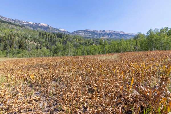 Pinchot to Cowboy Camp Trail