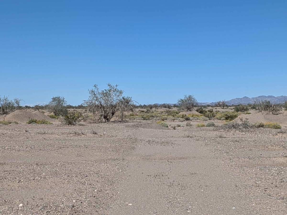 BLM 776 photo 3