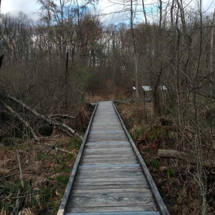Bog boardwalk Near Bridle Trail