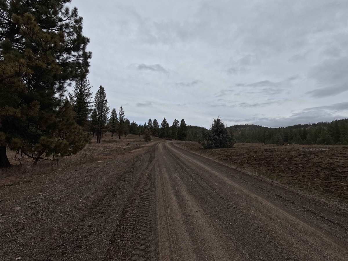 Wilson Creek Road - FS 2128 photo 4