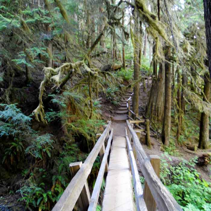 Path to Marymere Falls Near Mt. Storm King Trail