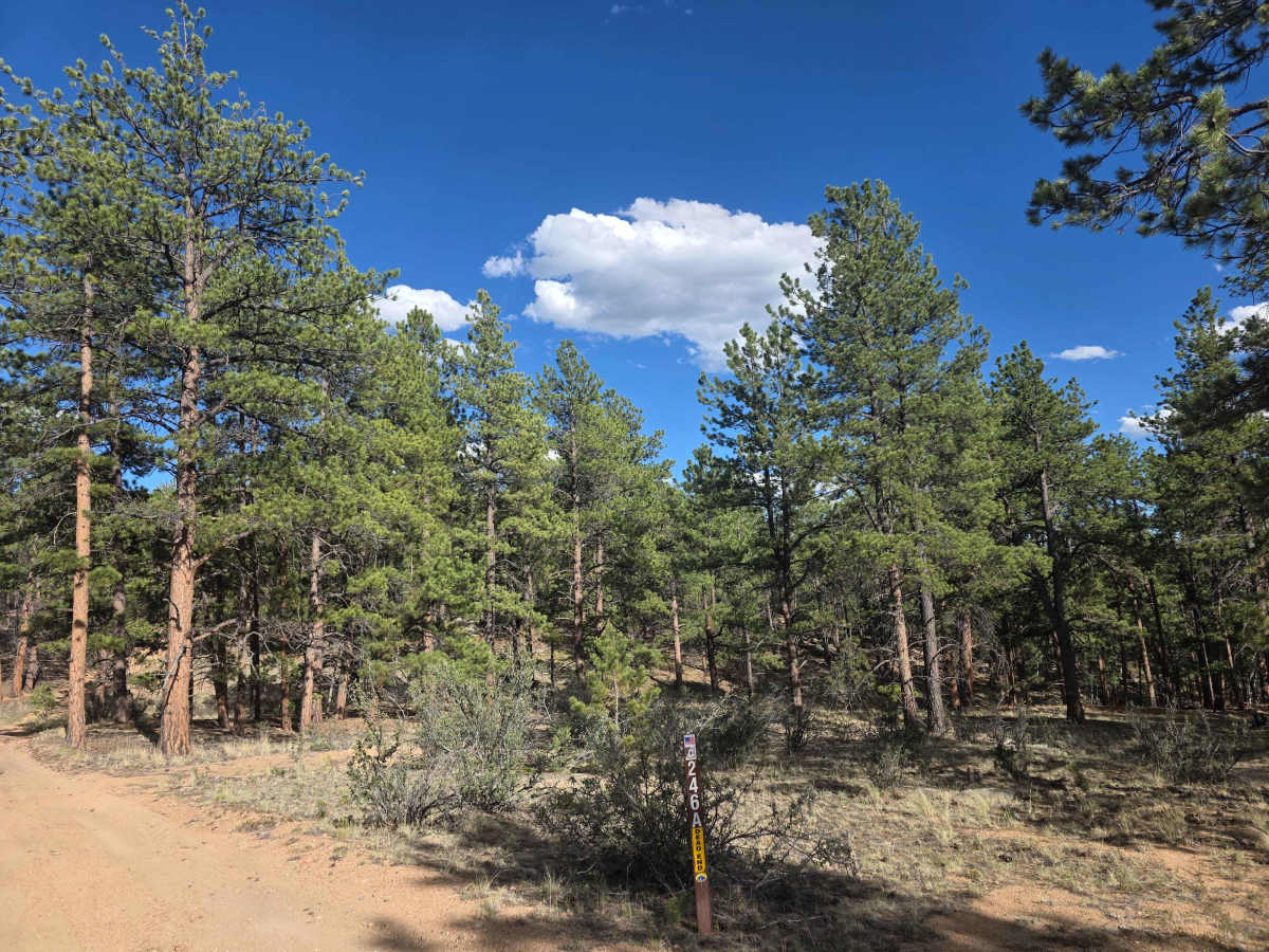 Slot Dozing Road - FS 246A trail photo