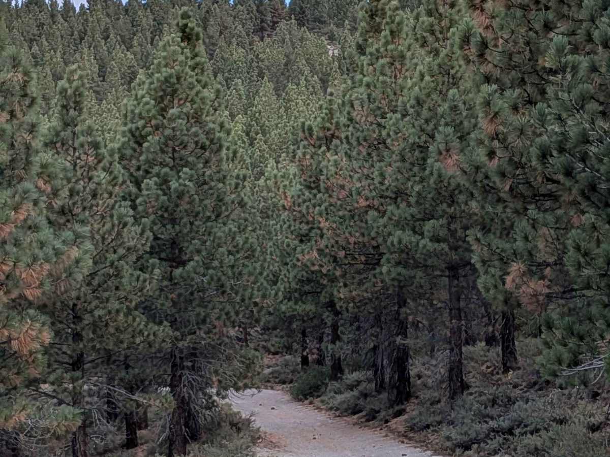 Alpers Canyon - FS 103 photo 4