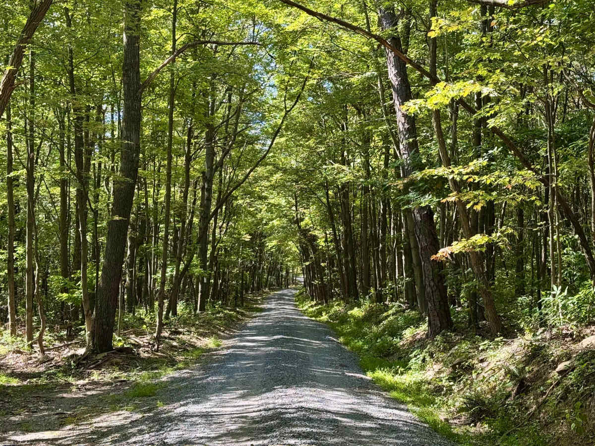 Martin Hill Road photo 6