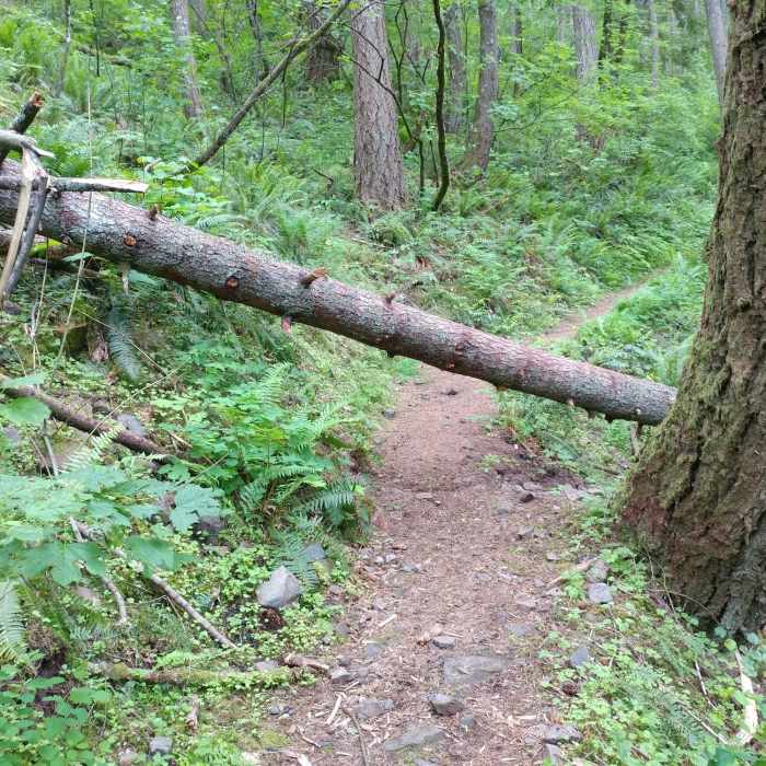 This will be the most difficult obstruction on the trail (taken 06-03-2017). Near Nesmith Point Trail (#428)