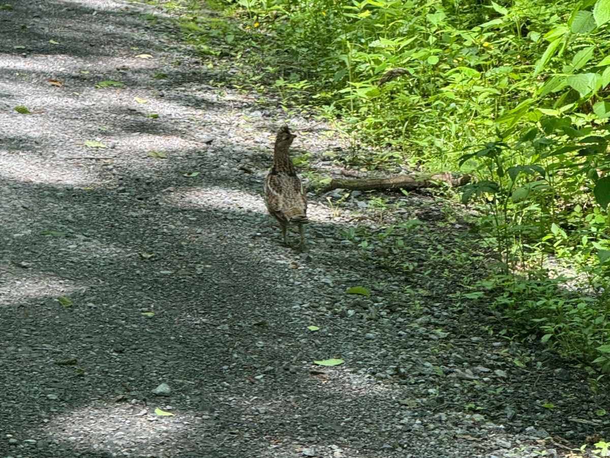 Left Branch Hyner Run Road photo 3