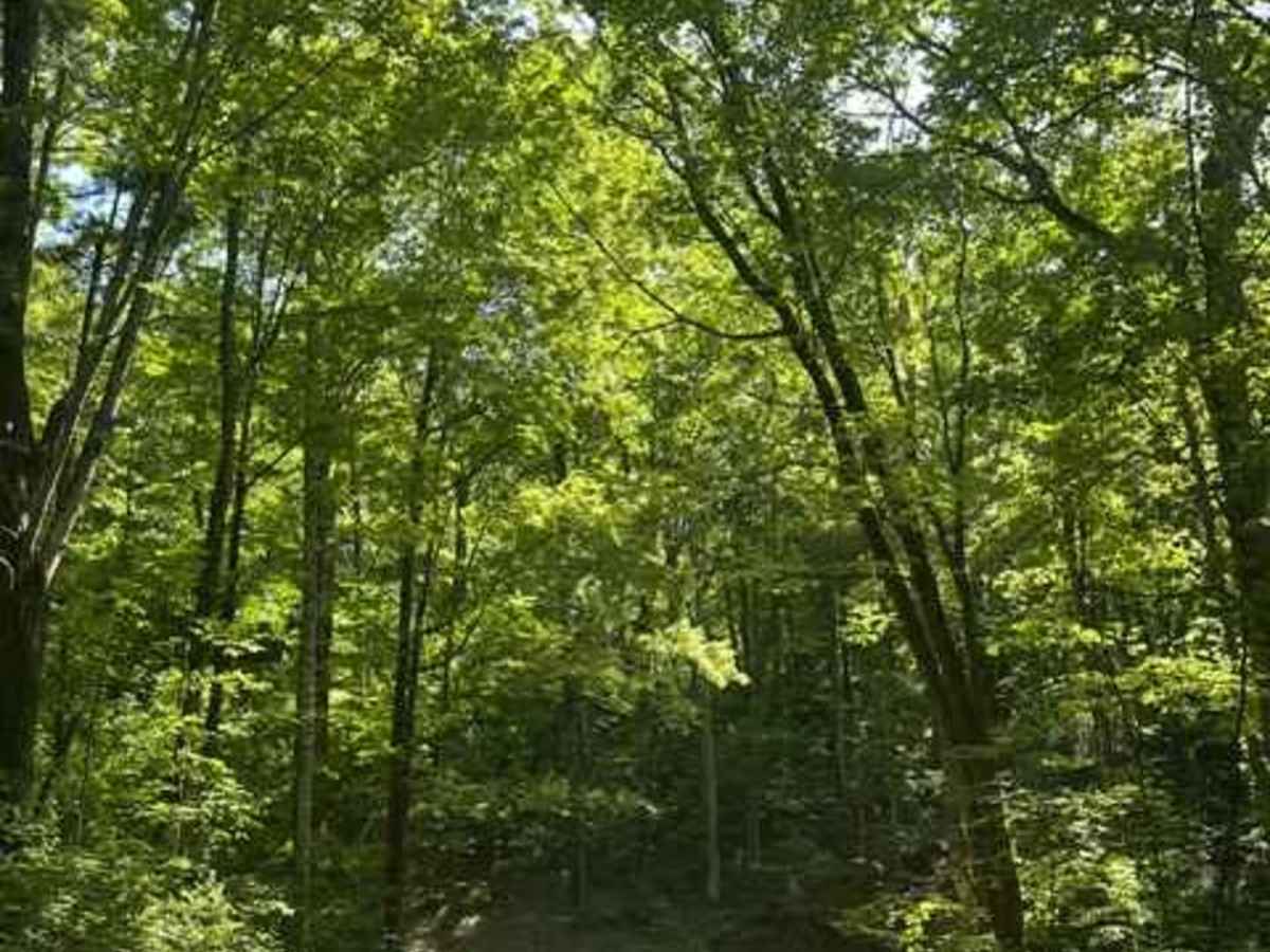 Big Creek Road - FS 4567 photo 2