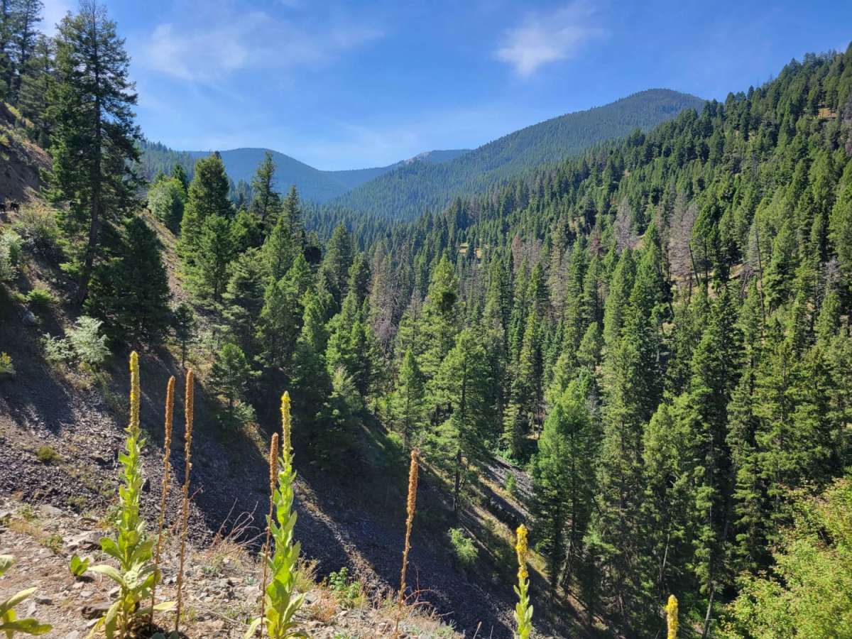 Into The Salmon Forest photo 2