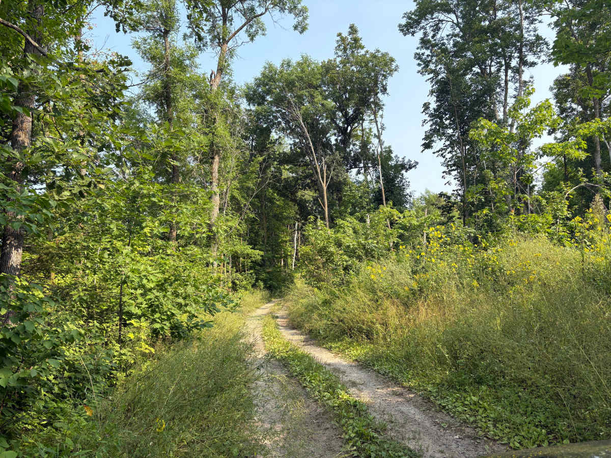 Forest Road 0425 photo 6