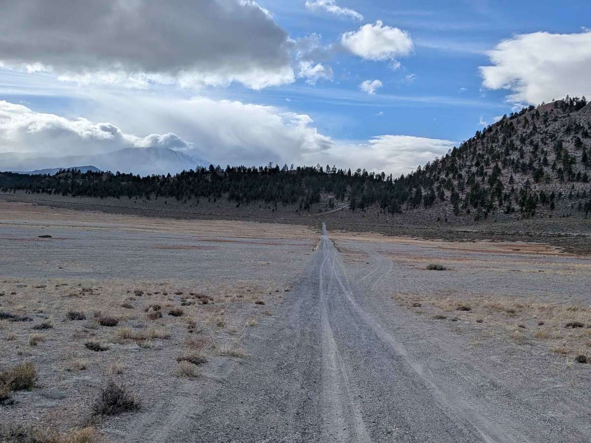 Pumice Lupine - FS 1S08 trail photo