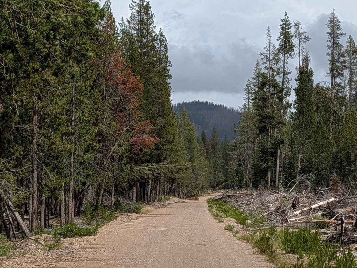 Pumice Mountain West - FS 43N15 trail photo