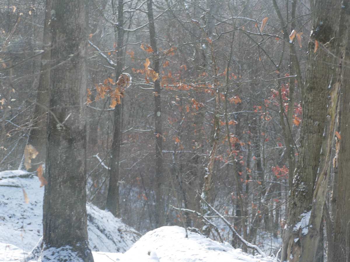 Trail 30  photo 4