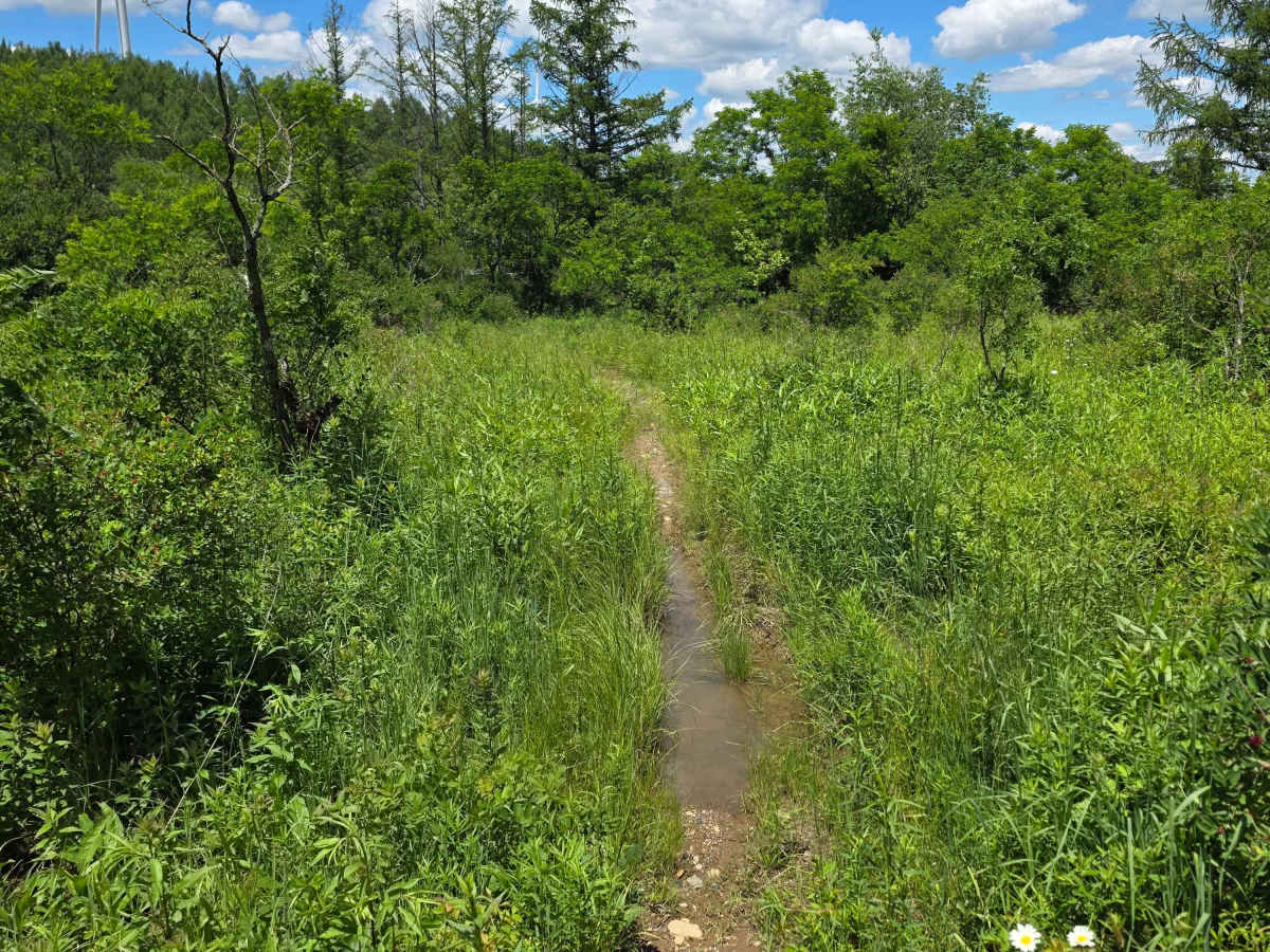 Single Track NN photo 3