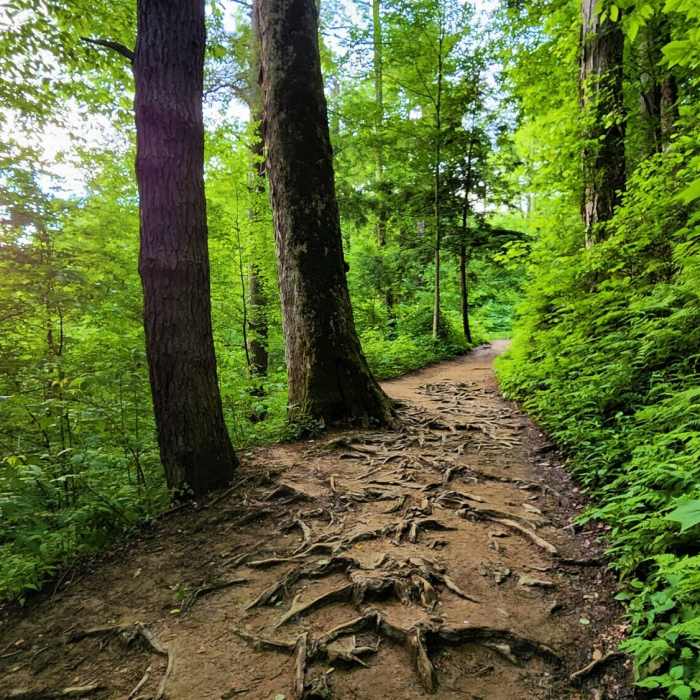 View from the trail Near Grotto Falls